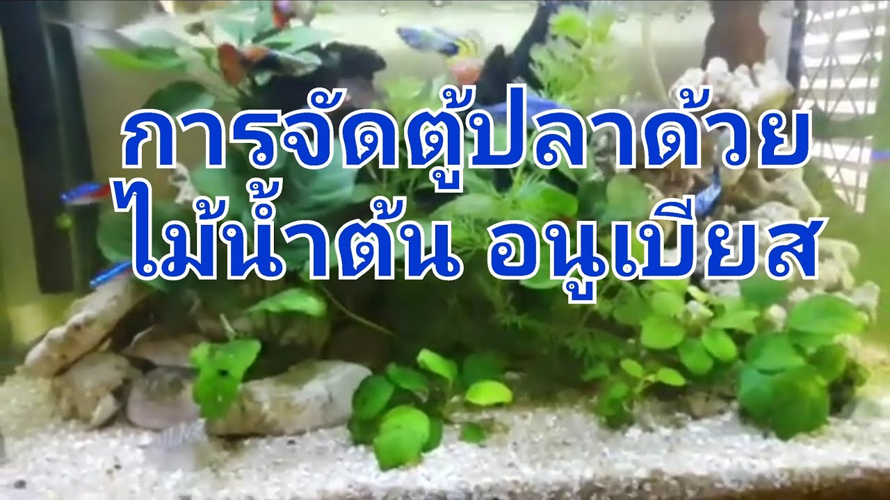 ไม้น้ำ อนูเบียส ไม้น้ำที่เลี้ยงและดูแลง่ายที่สุดในบรรดาไม้น้ำ