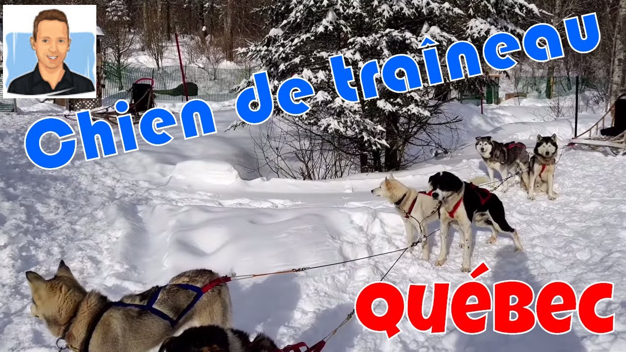 Élevage de chien de traîneau Québec