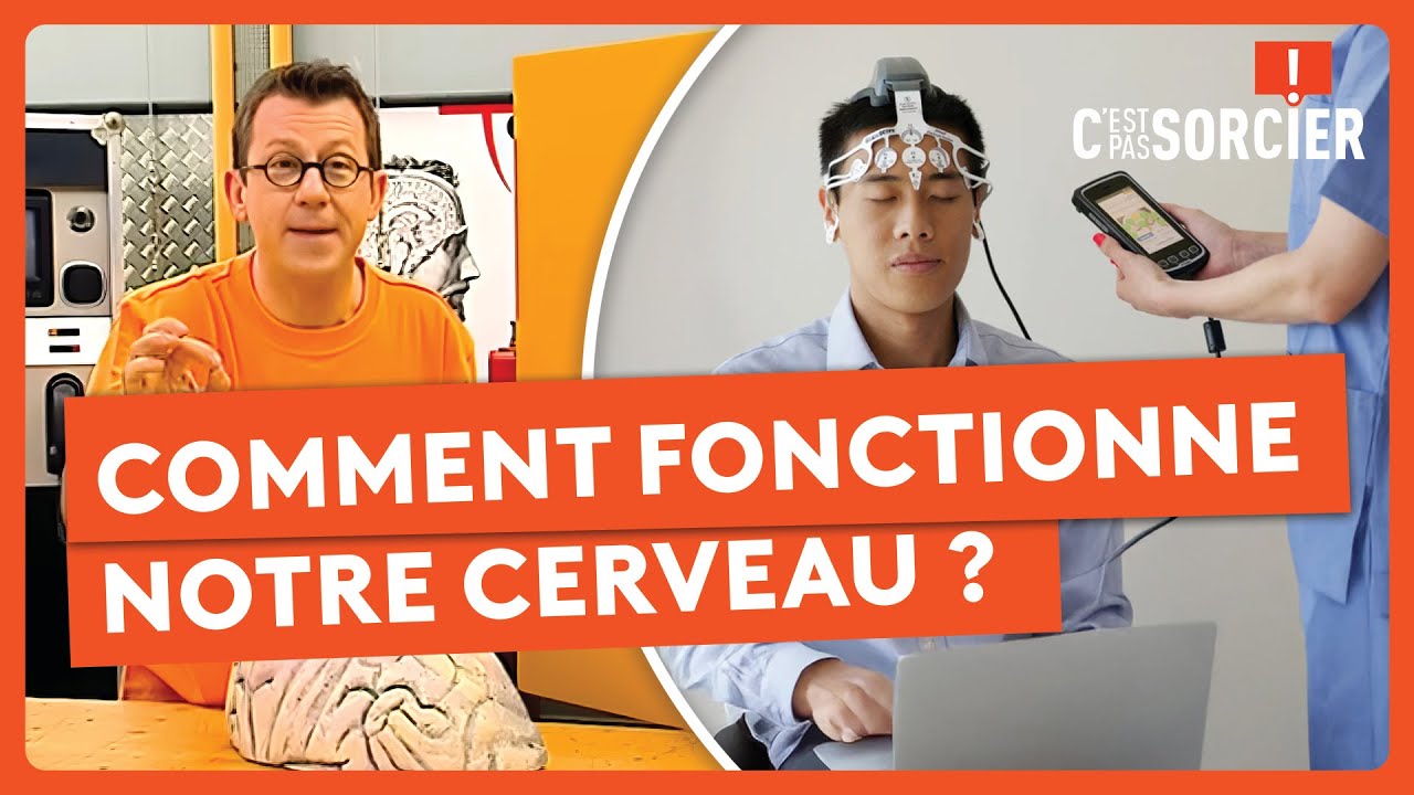 Comment fonctionne notre cerveau ? Part 1 - C'est pas sorcier