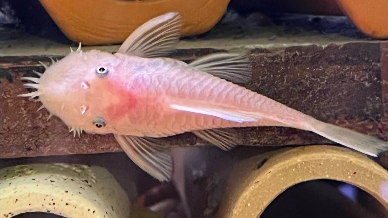 My snow white bristlenose plecos spawned for the first time!!! SUPRISE SPAWNING