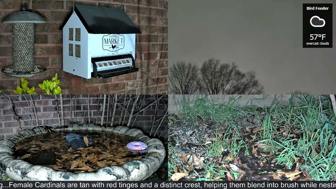 LIVE Bird Feeder Cam | Flock Around the Clock 🐦 | 3/8/2026