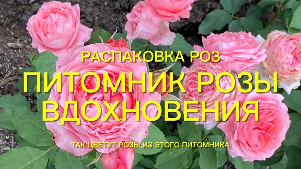 Розы. Питомники которым можно доверять. Первая посылка из питомника ‘’ Розы Вдохновения ‘’🌹🌹🌹