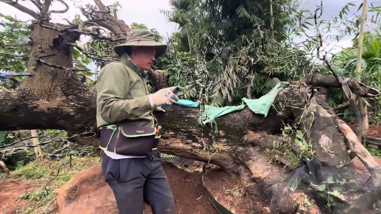 2 gốc me cổ thụ và quá trình thay đổi thành siêu phẩm