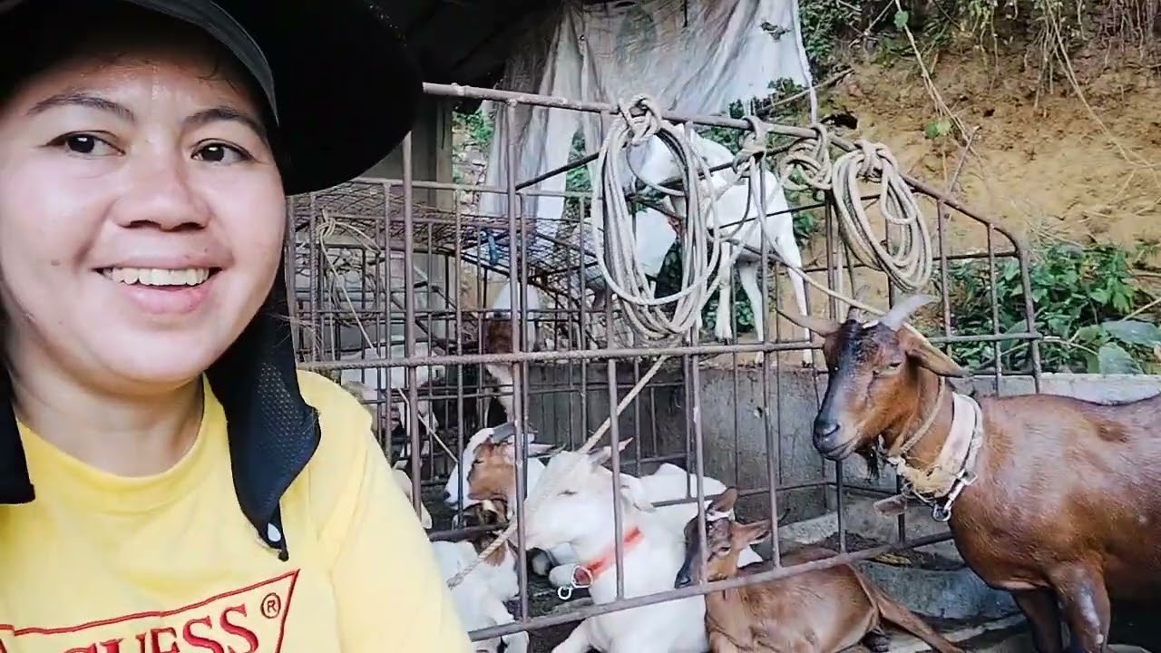 Kambing hindi natuloy ipanghanda
