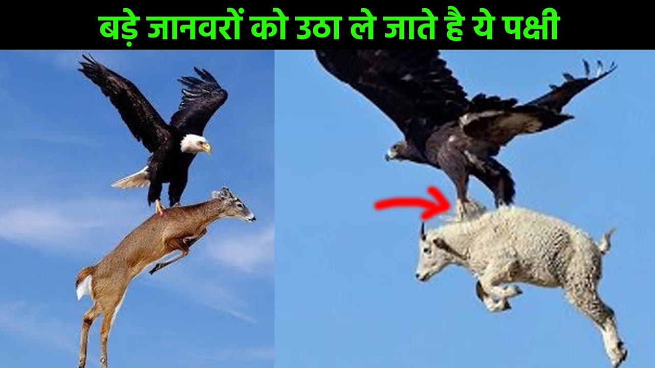 देखिए कैसे बड़े जानवरों को उठा ले जाते है ये पक्षी | दुनिया के सबसे बड़े पक्षी