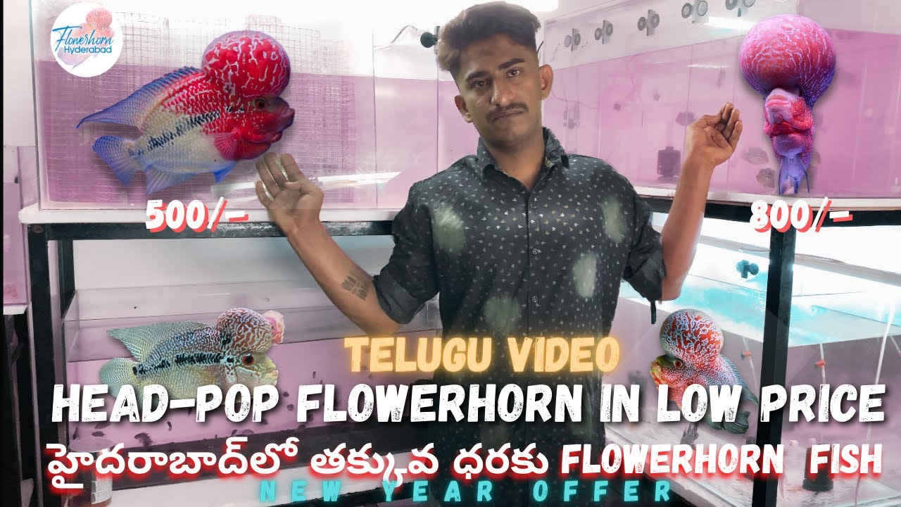 FLOWERHORN FARM | LOW PRICE | #flowerhorn #aquarium #HYDERABAD | TELUGU |