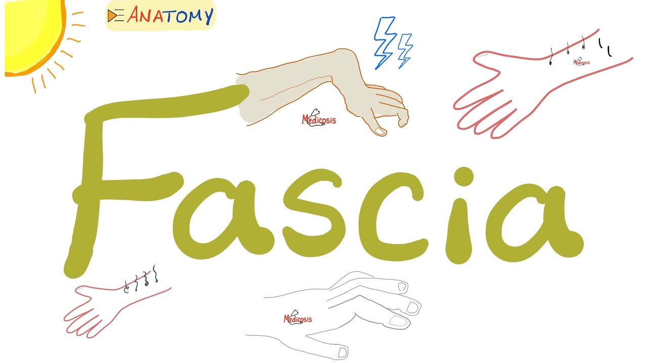 Fascia | Anatomy Terms | Anatomy Playlist