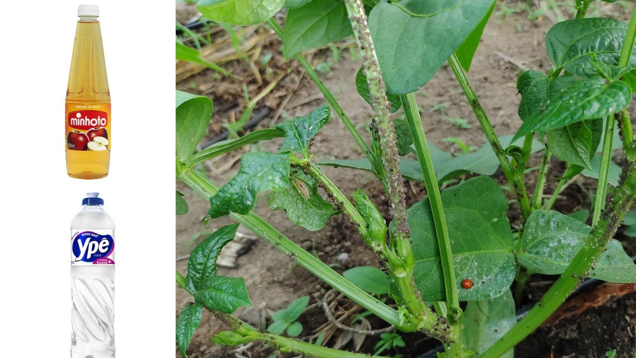 como acabar com as pragas na sua plantação sem usar agrotóxicos