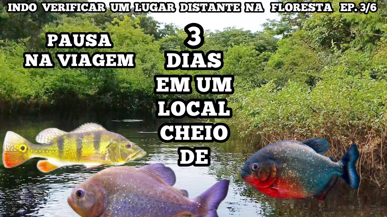 PARTE 3/6 - VIAGEM PARA FLORESTA REMOTA  três dias em um local cheio de peixes