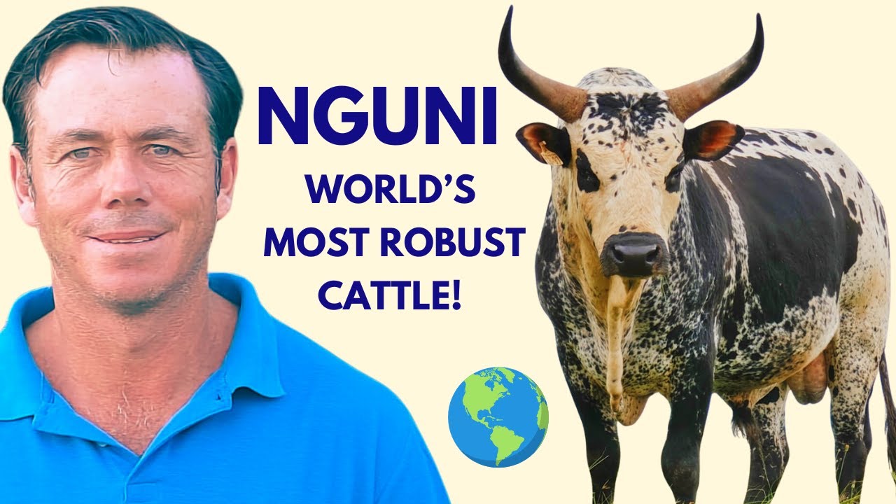 Nguni: The Most Robust Cattle in the World | Clive Biggs