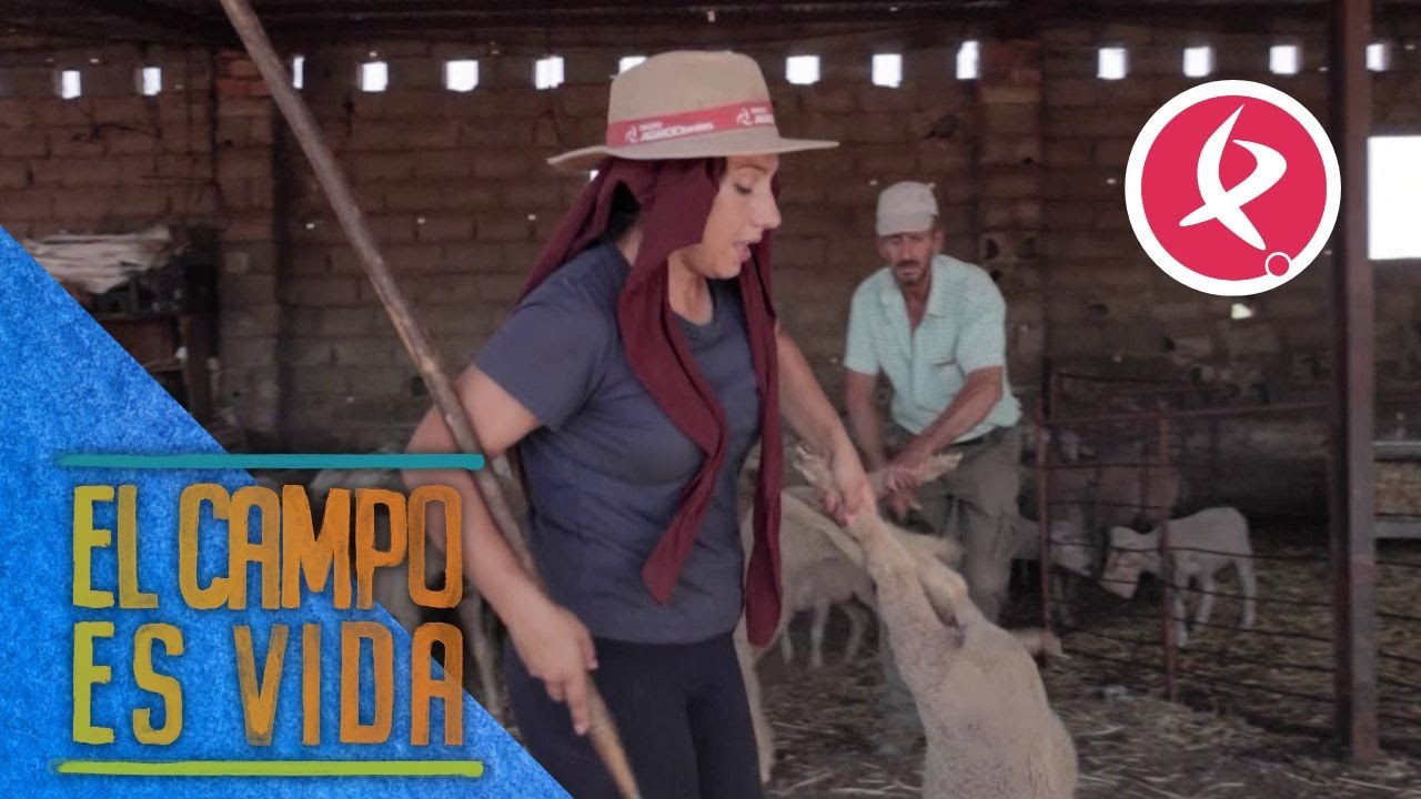 Destetando a los últimos borregos | El campo es vida