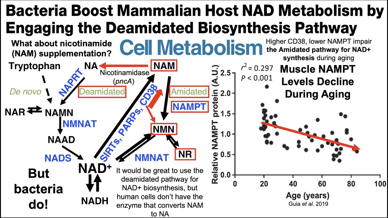 Gut Bacteria Boost Host NAD Metabolism