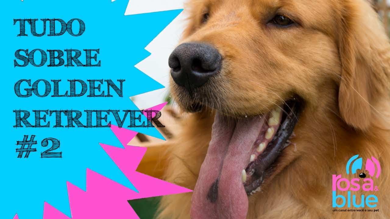 GOLDEN RETRIEVER PERGUNTAS E RESPOSTAS I ROSAEBLUE