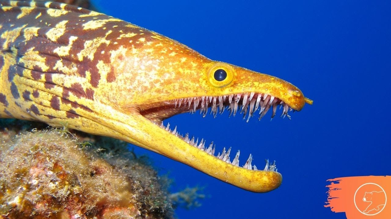 FIQUE LONGE DAS MOR&Eacute;IAS | Mor&eacute;ia, um peixe t&iacute;mido e perigoso