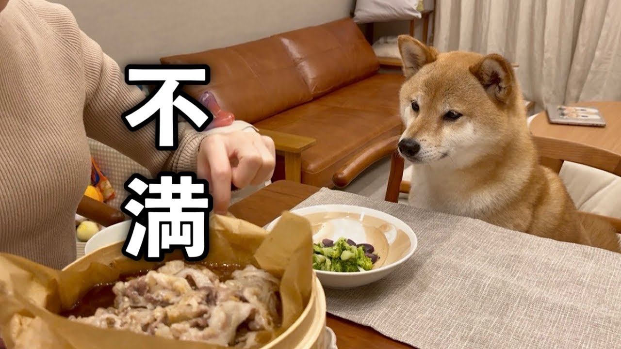 自分より明らかに豪華なママのご飯を見て不満たらたらな柴犬