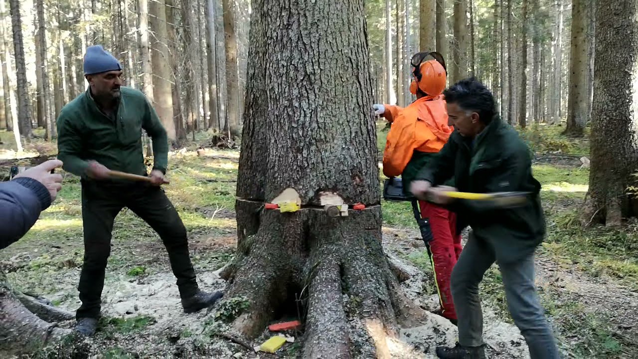 Val Visdende taglio albero monumentale
