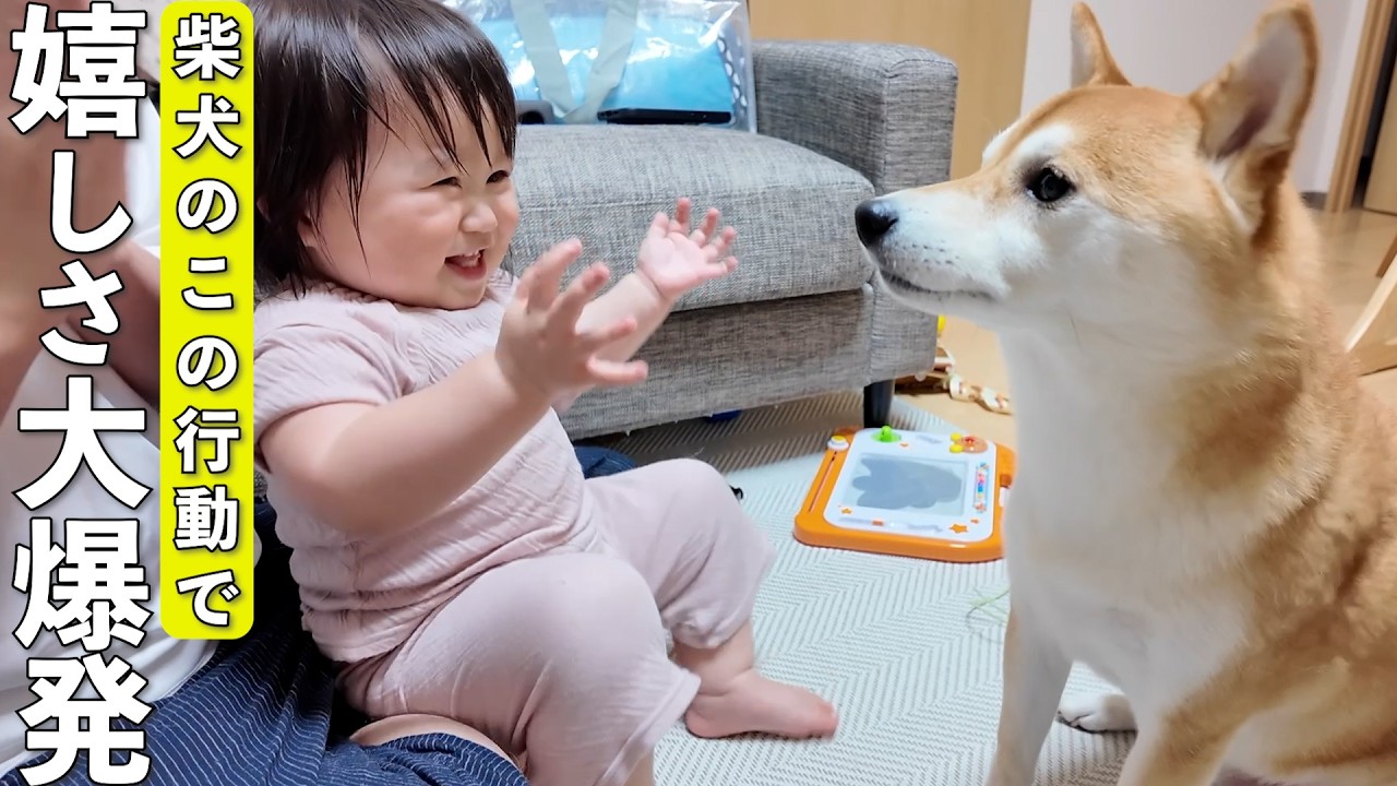 柴犬にちょっと優しくされただけで手を叩いて爆笑する1歳娘が可愛すぎた…