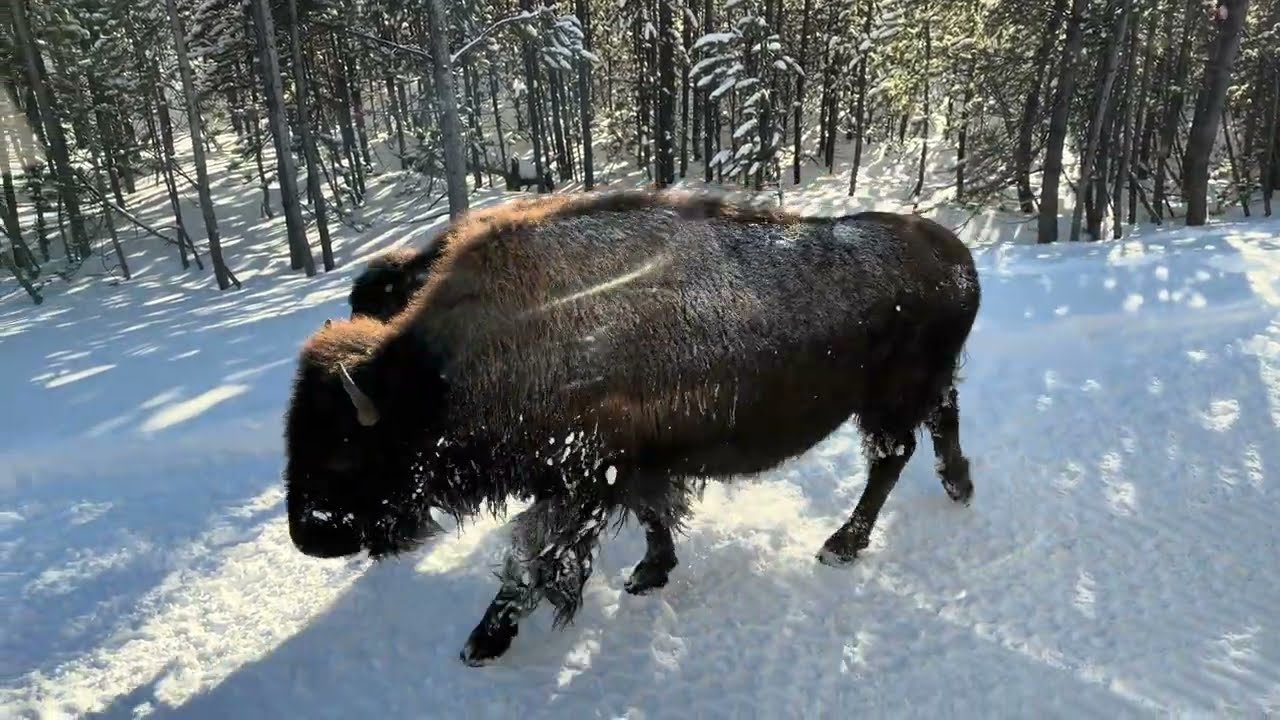 Bison and Bison in Yellowstone 