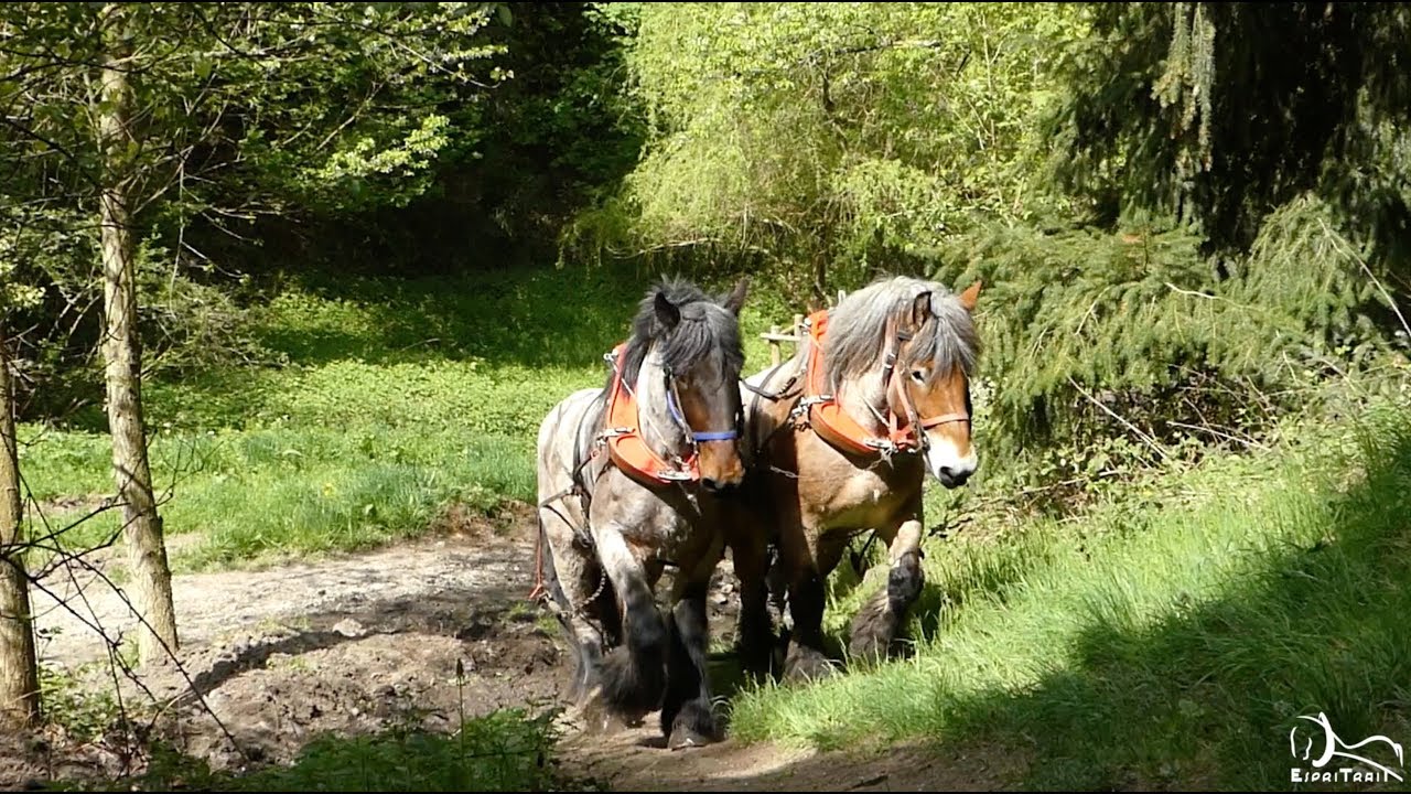 Débardage au cheval dans le Parc de Pinelong, à Saint-Etienne (42)