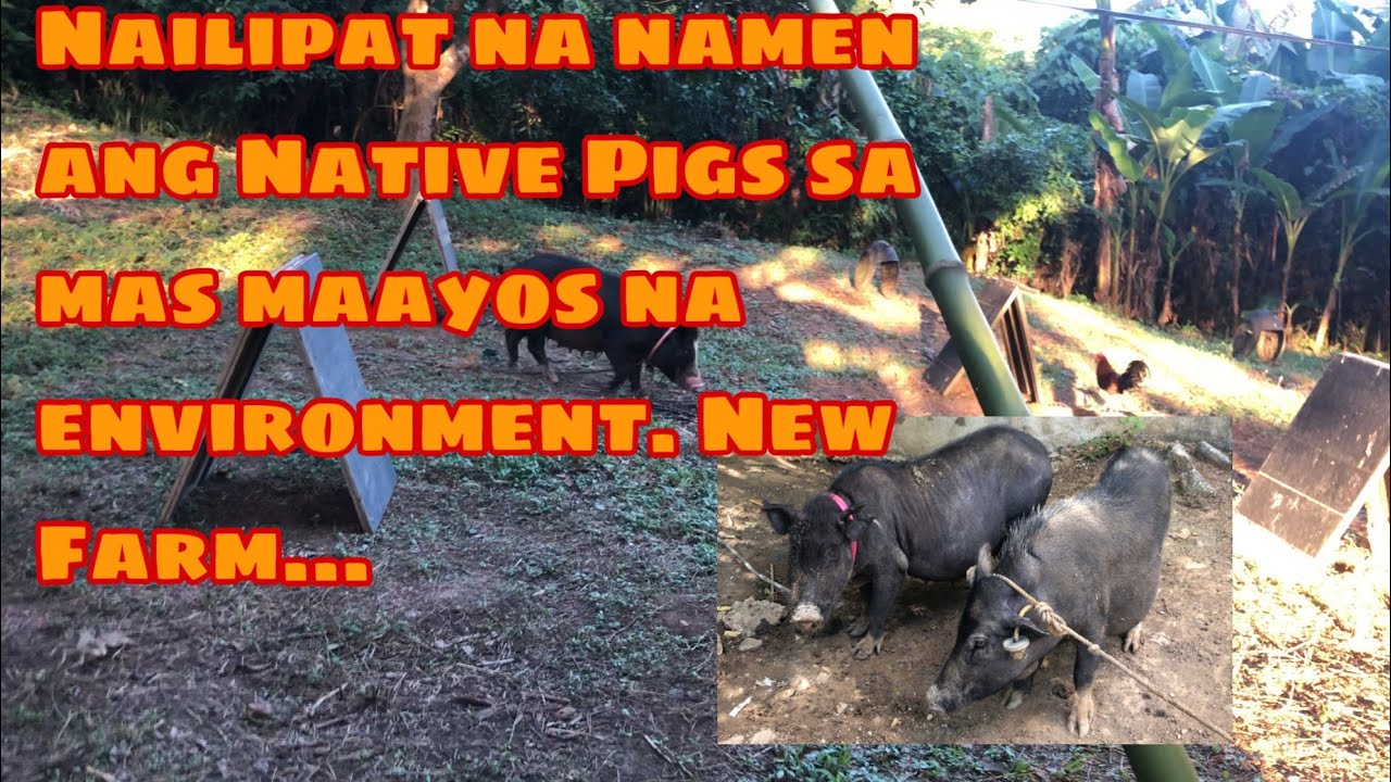 Naipilipat na namen ang Native Pigs sa mas maayos na Environment. New Farm.