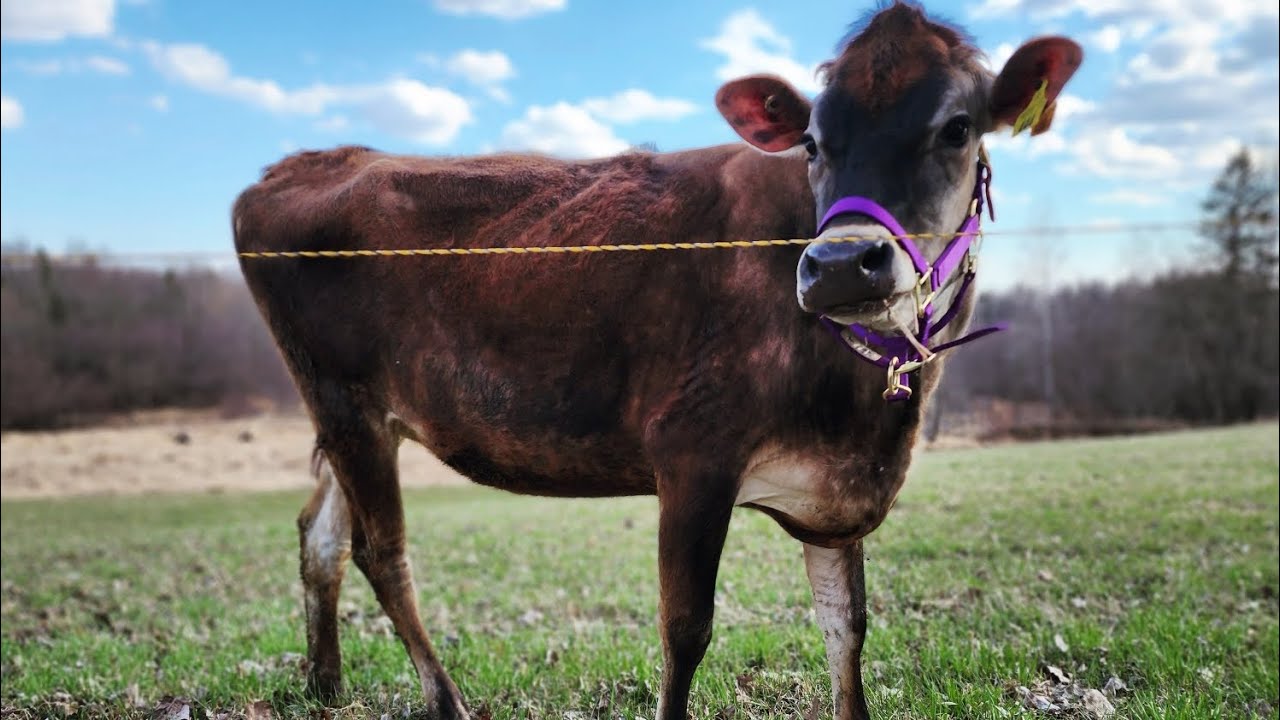 Introducing Our Family Milk Cow