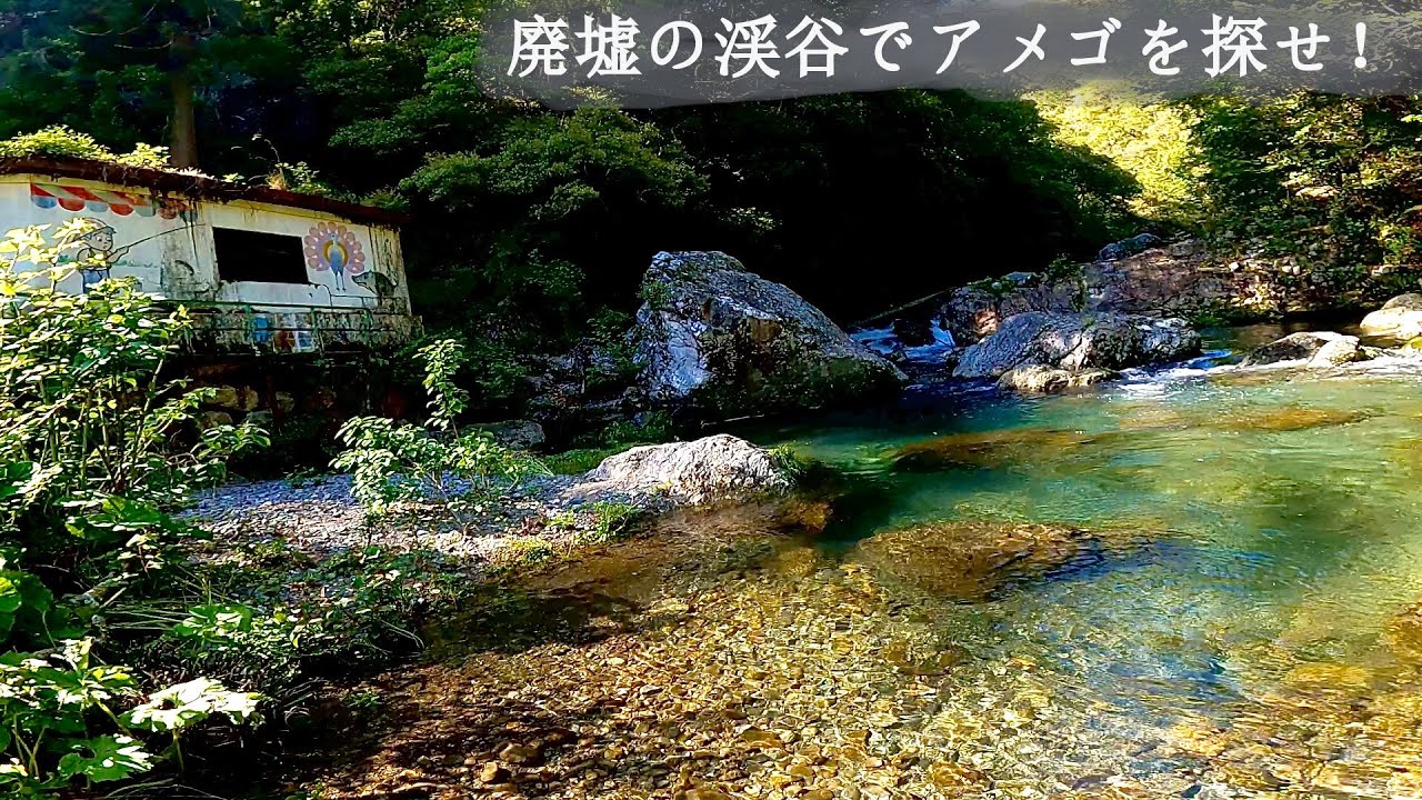 廃墟の渓谷でアメゴを狙え！仁淀川支流、中追渓谷でアメゴ釣り【高知県仁淀川水系中追川】（2023年春、四国編part.3）