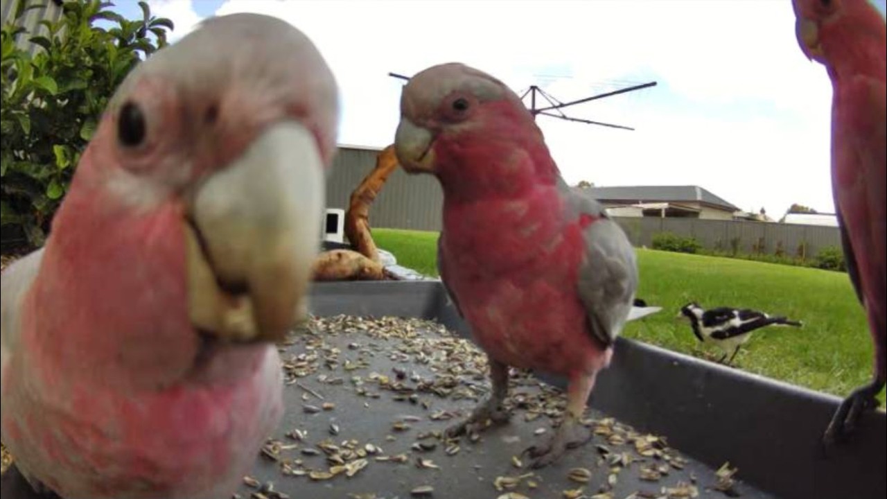 Australian Bird Feeder cam | 26/2/26  | yellow tail black cockatoos |  | galahs | lorikeets | cat tv