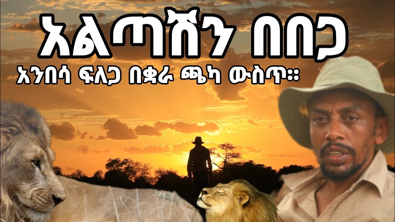 አልጣሽን በበጋ፤ አንበሳ ፍለጋ በቋራ ደን ውስጥ። #ጉዞ_ኢትዮጵያ #ቋራ #አልጣሽ #አንበሳ #travelEthiopia #AlatishNationalPark