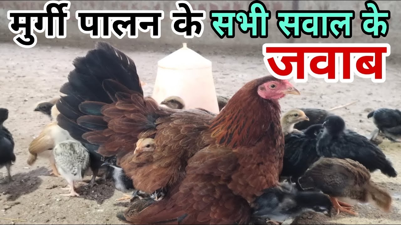 desi murgi palan | murgi palan kaise kare | murgi palan business in hindi tranning #farming