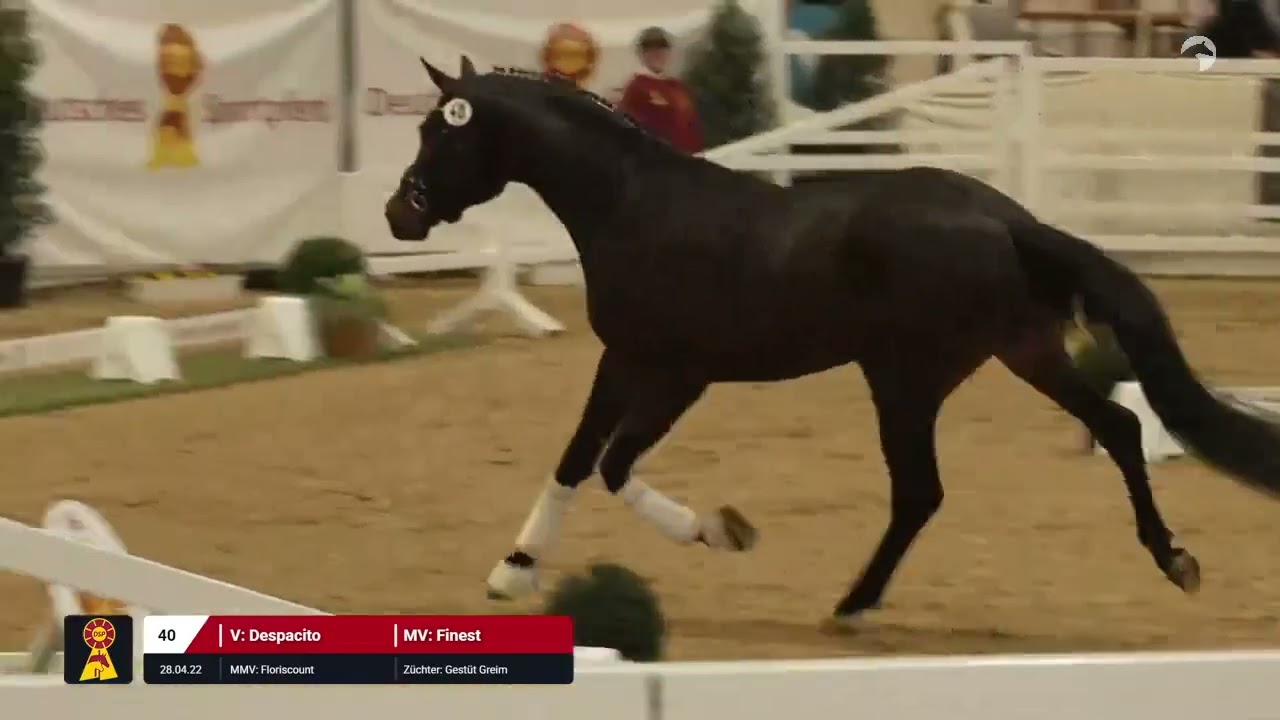 Lot 40 v. Despacito / Finest