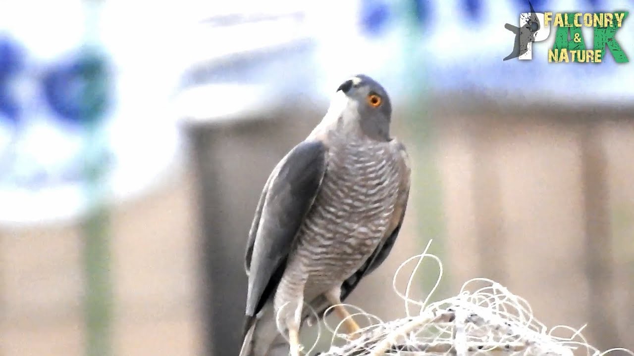 Big Hawk Trapped in Bal-chatri at night | An Amazing Video | Hawk Released