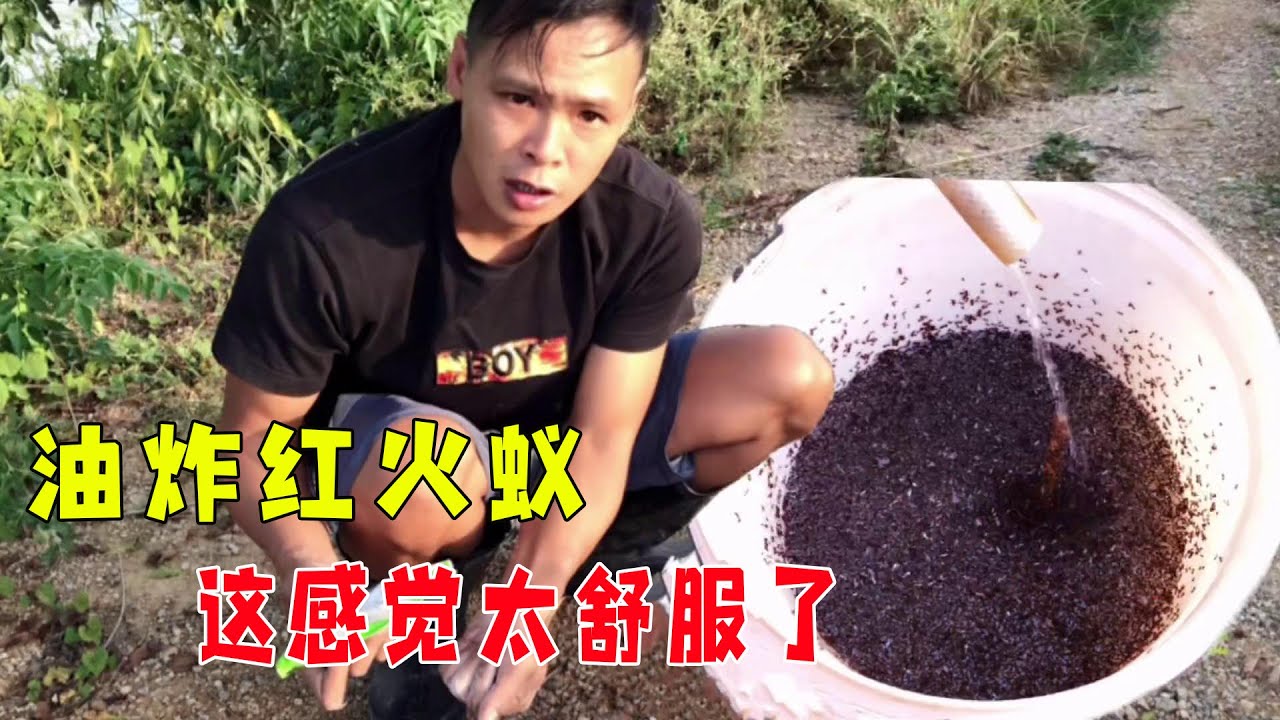 油炸红火蚁见过吗？下锅那一秒太爽快了，闻着还挺香的，不过千万不要吃，有毒！【桥头小何】