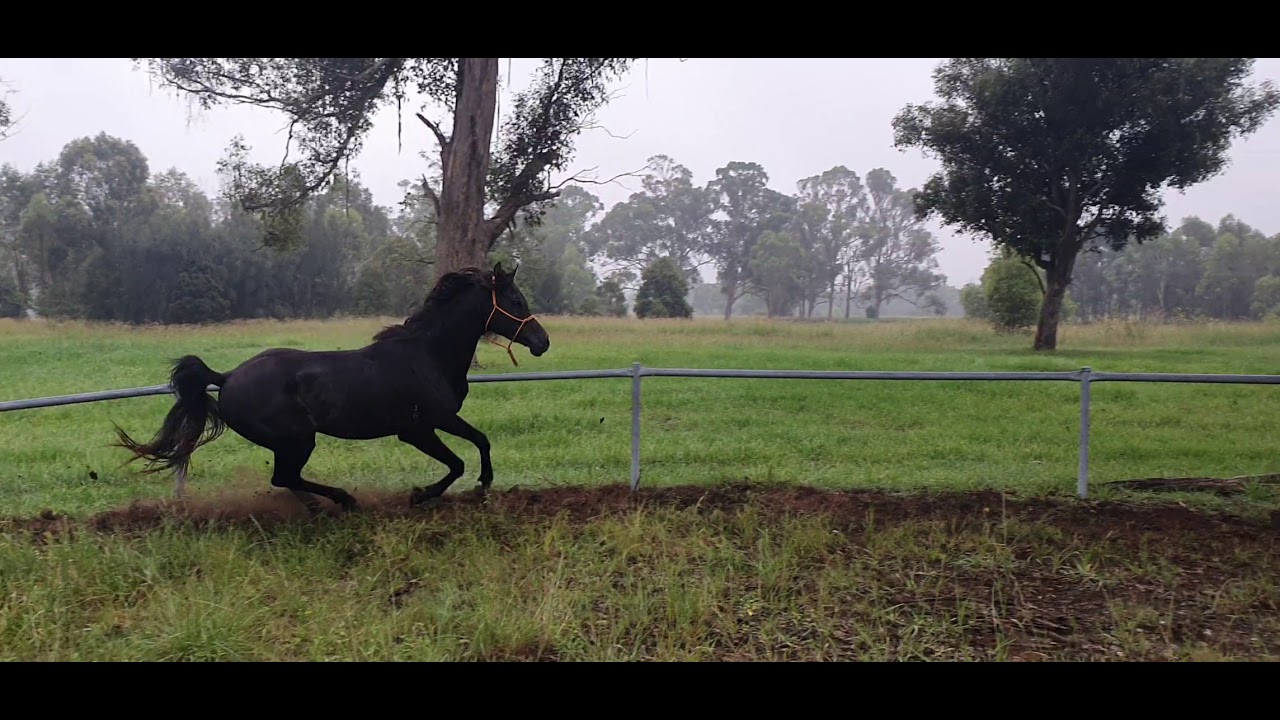 Black Arabian stallion voice commands