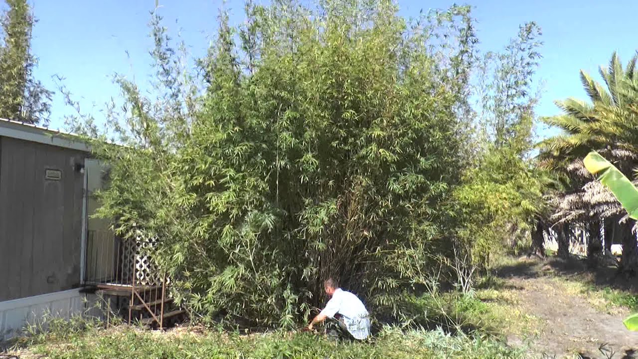 Bamboo Bambusa Multiplex