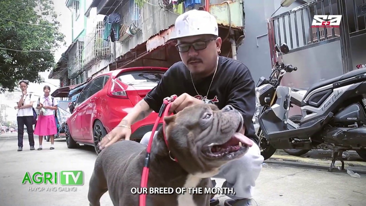 AGRITV October 13, 2019 Episode - HAPPY PETS - American Bully