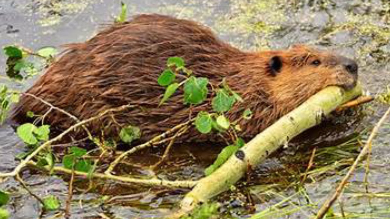 BEAVERS! Music by Frankie Valli & The Four Seasons - Who Loves You.