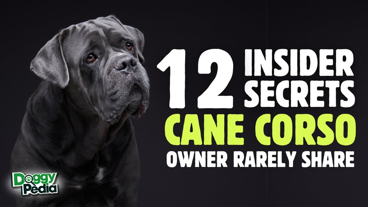12 sekret&oacute;w właścicieli Cane Corso, kt&oacute;rymi rzadko się dzielą