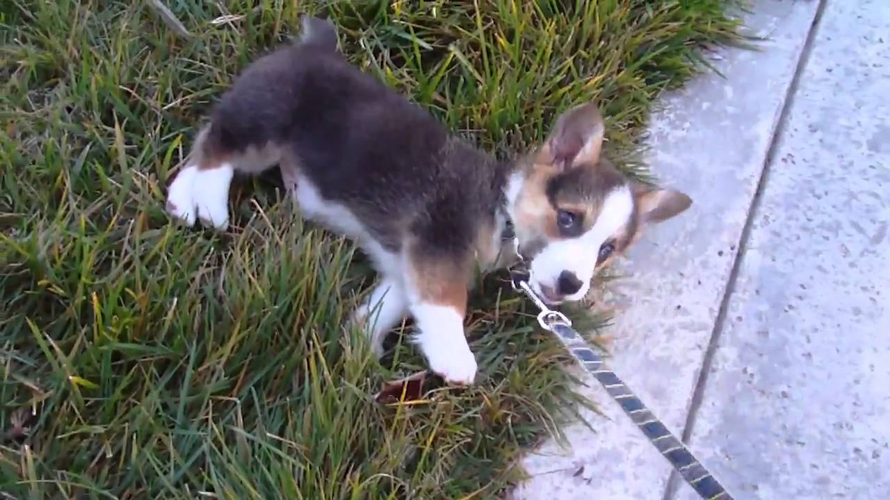 Welsh corgi puppy -End of walk