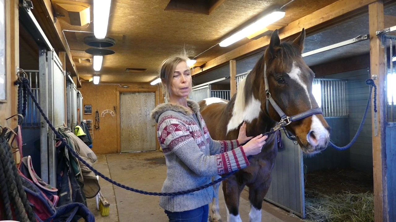 Hästmassage med Cheval del 4