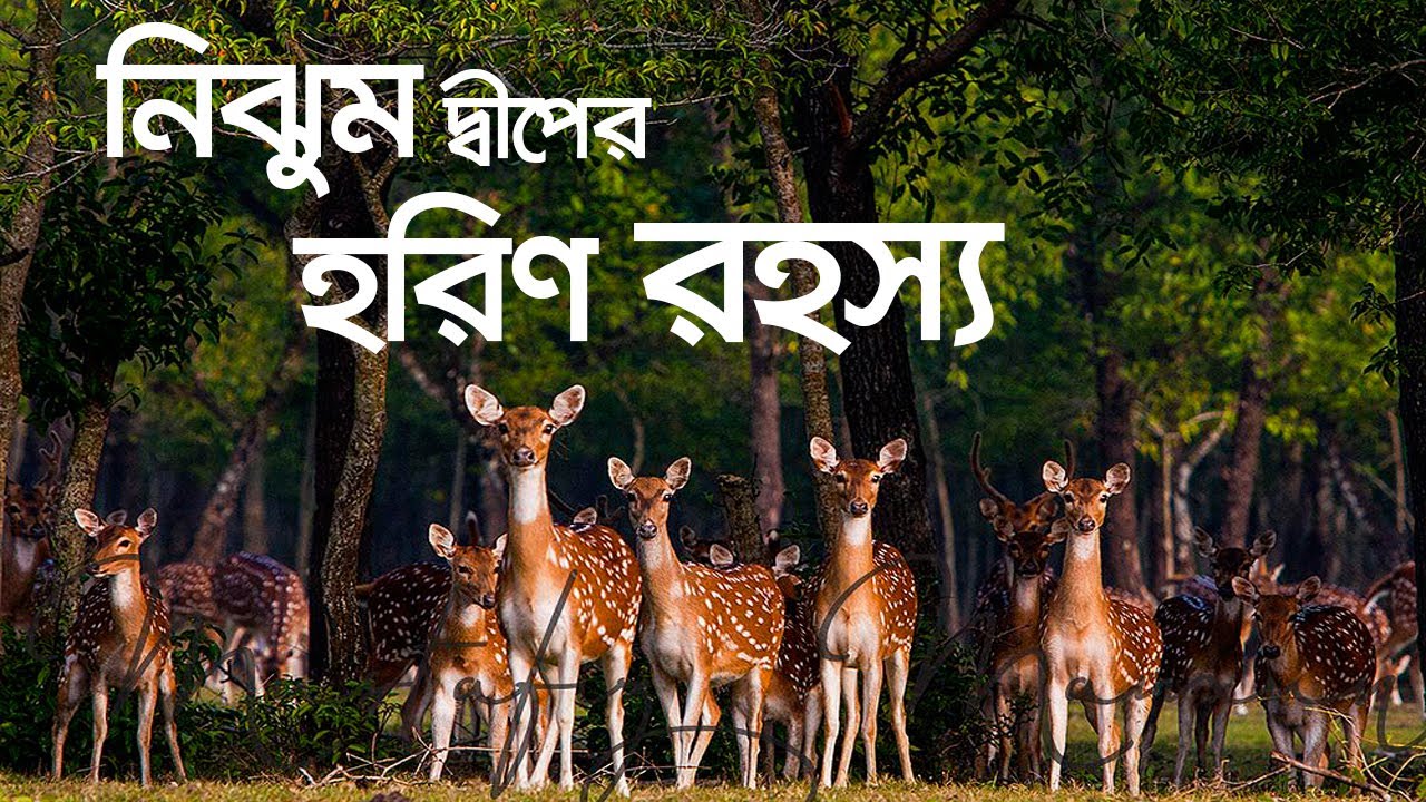 নিঝুম দ্বীপের ২২০০০ হরিন গেলো কোথায়? | নিঝুম দ্বীপ শেষ পর্ব | Nijhum dwip । Noakhali