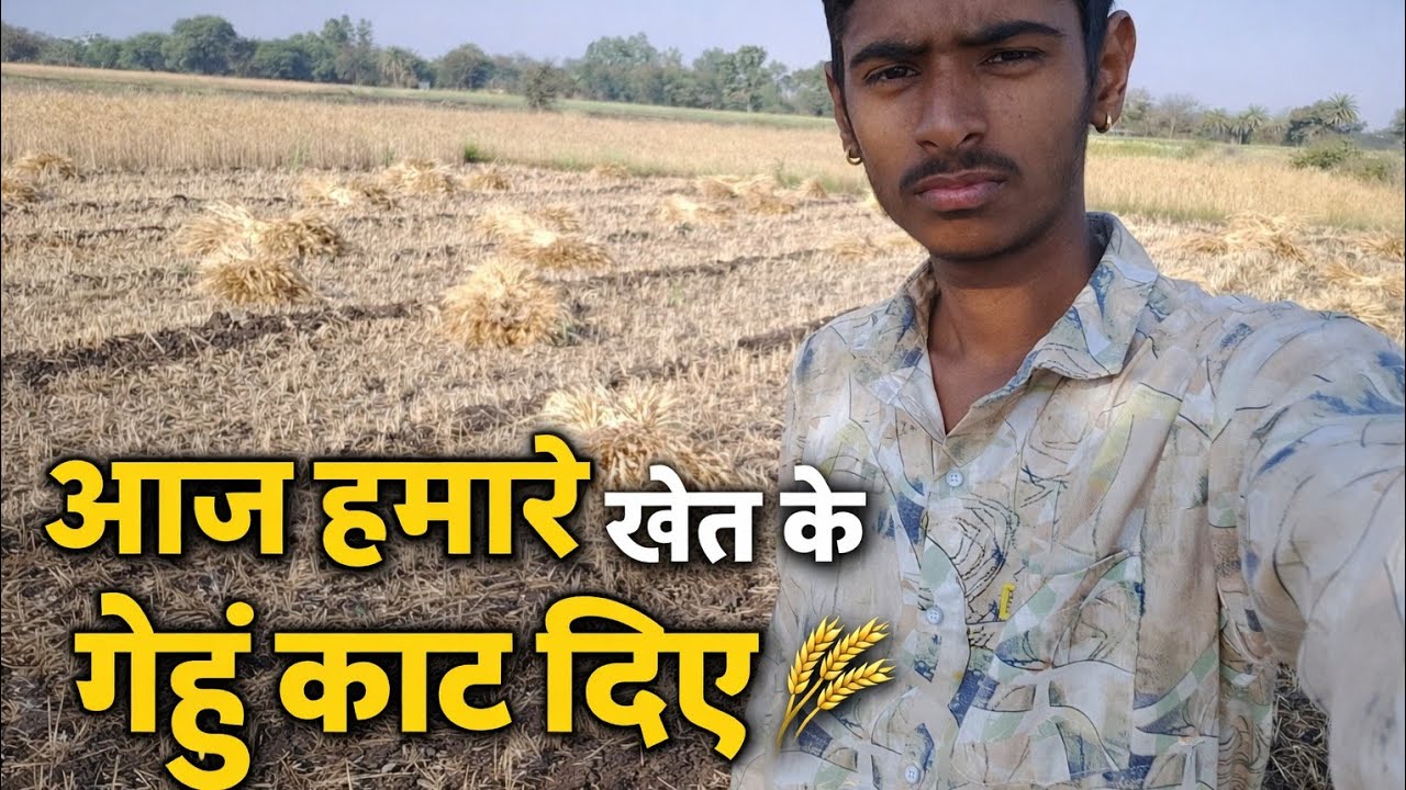 आज हमारे खेत के गेहुं काट दिए 🌾#arjunvlogs0 