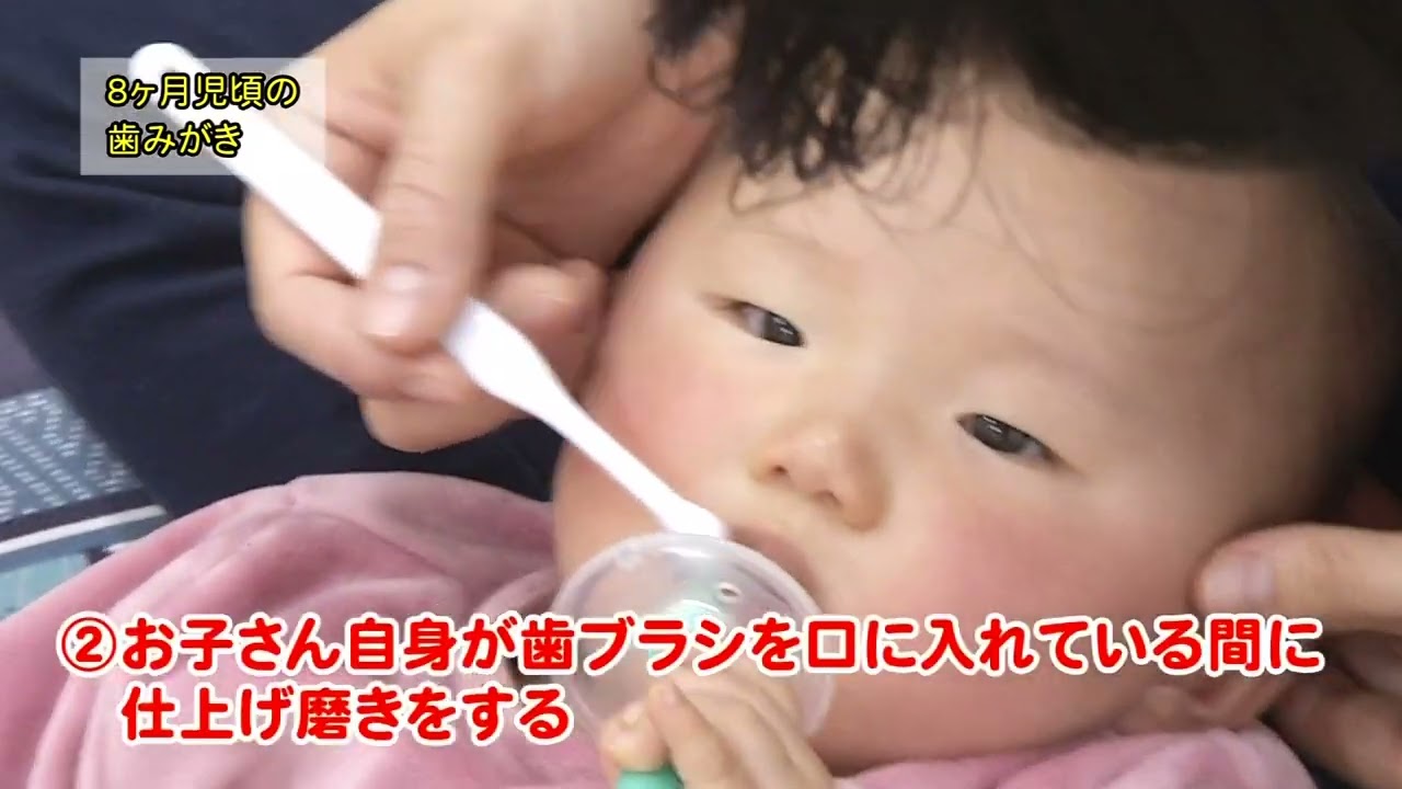 赤ちゃんの歯磨き「歯が生え始めてきたら（8ヶ月頃・離乳食教室頃）」