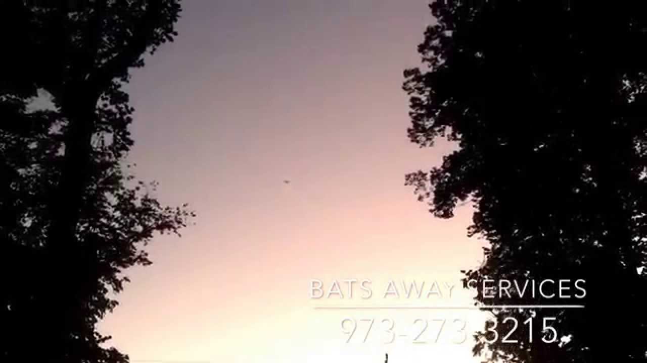 Bat Removal NJ