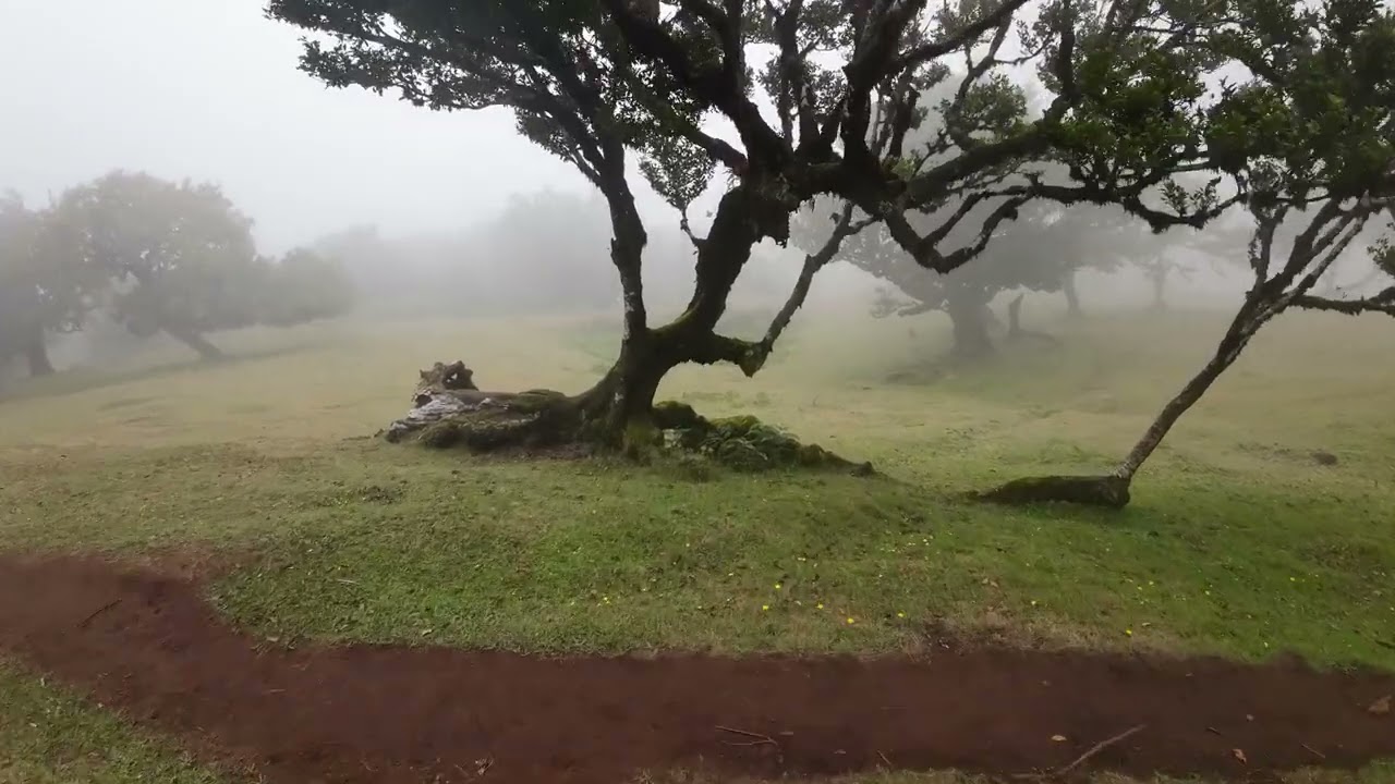 Madeira Portugal Laurisilva 1 Drone flight DJI