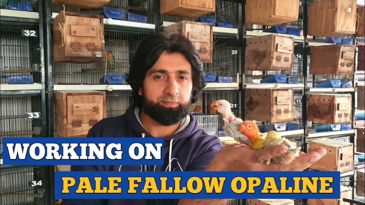 How to produce better Pale Fallows and 