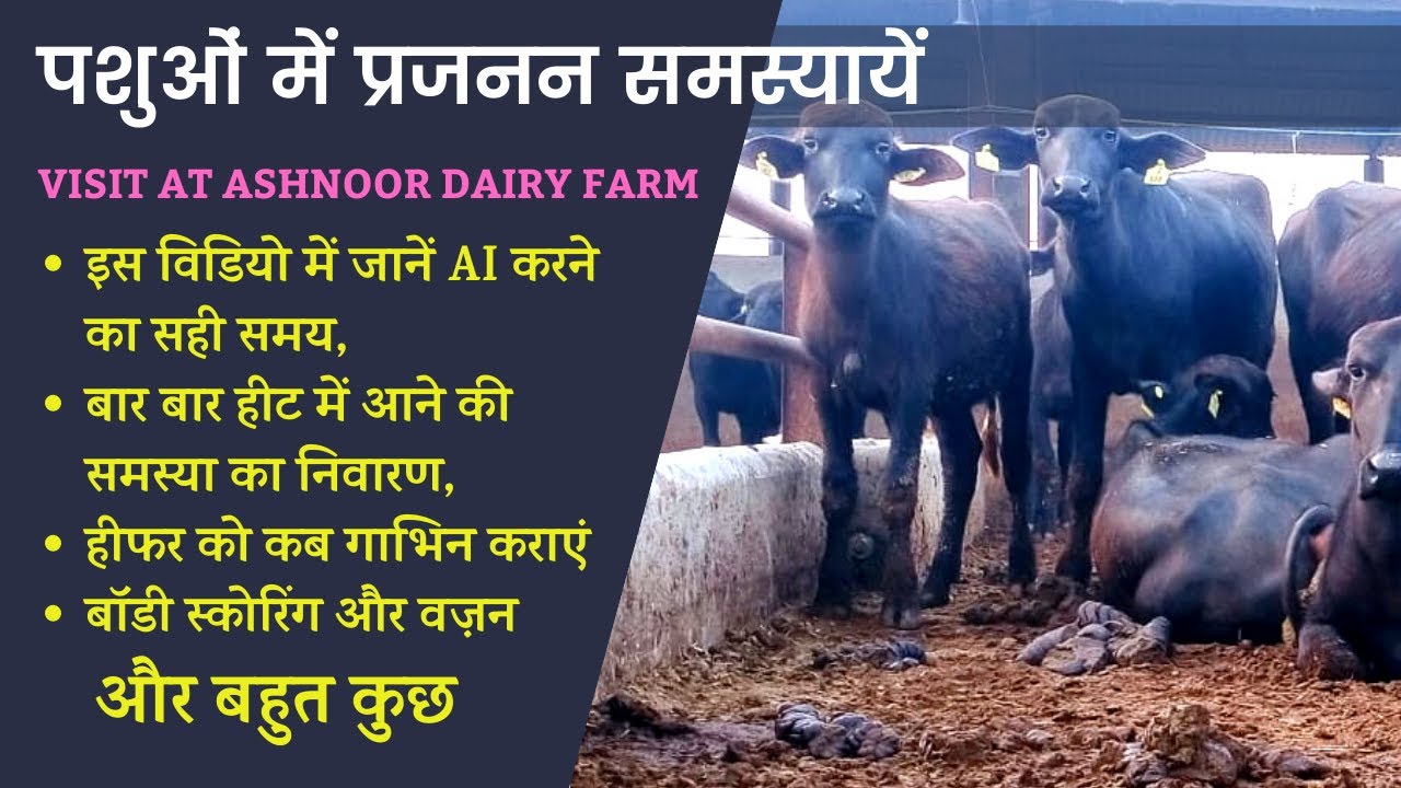 Reproductive Problems in Bovines | Interactive Session at Ashnoor Dairy | AI Timing, Repeat Breeding