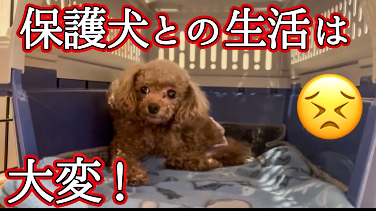 【保護犬】をお迎えしました　#繁殖引退犬 
