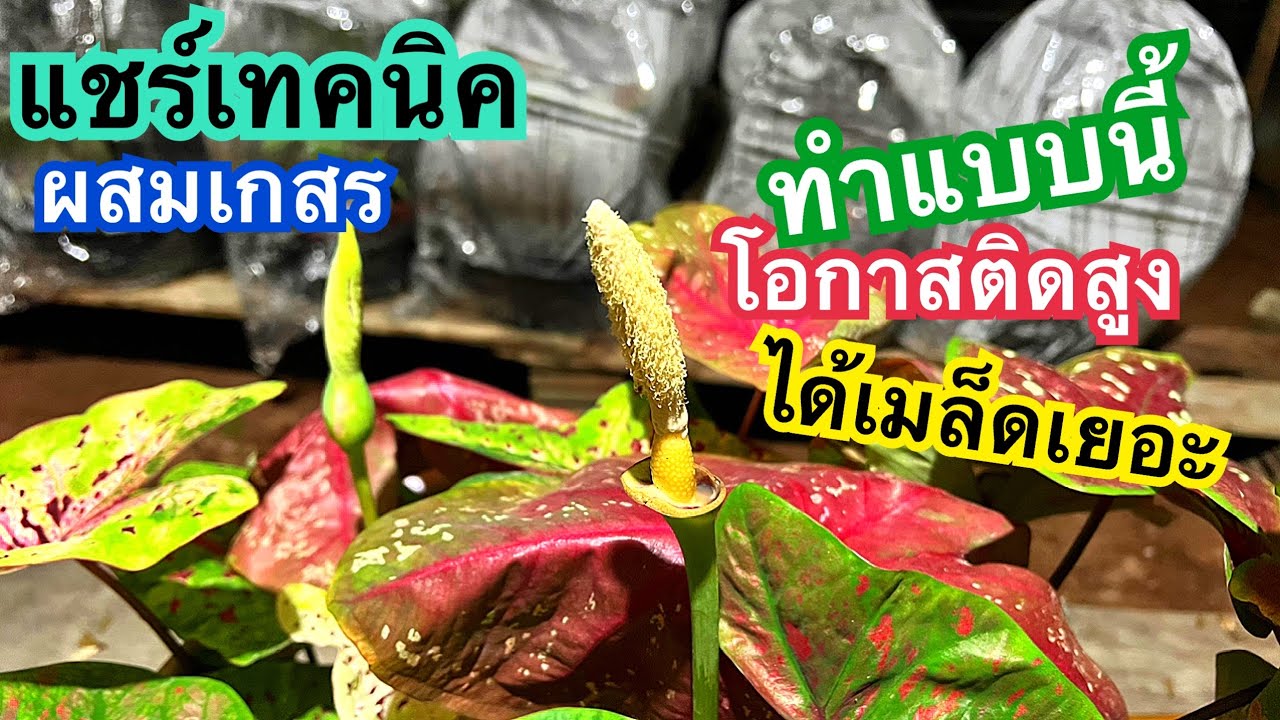 แชร์เทคนิคการผสมเกสรบอนสีจาก SUNNY PLANTS #สวนบอนสีขอนแก่น