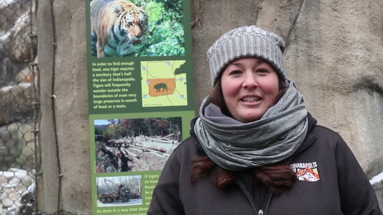 Meet the Tigers at the Indianapolis Zoo