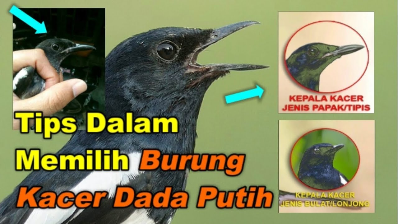 Tips Dalam Memilih Burung Kacer Dada Putih